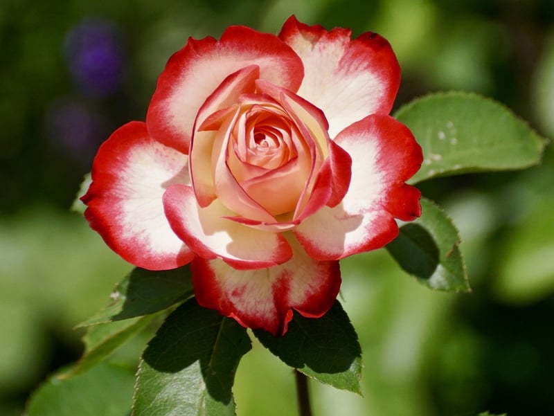 Organic spray for roses